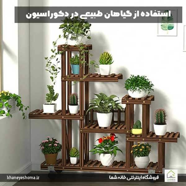 استفاده از گیاهان طبیعی در دکوراسیون