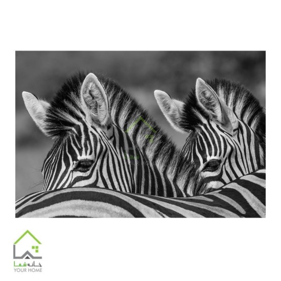 افریقا
