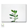 تابلو دیواری طرح جوانه سبز